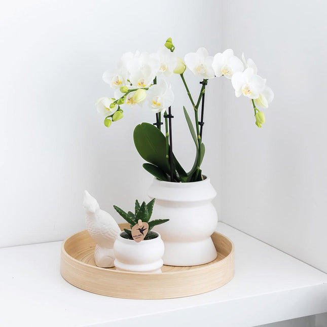 Planten set - met 3 Rhipsalis mix - incl. keramieken sierpotten - Ø9cm - Kolibri Greens