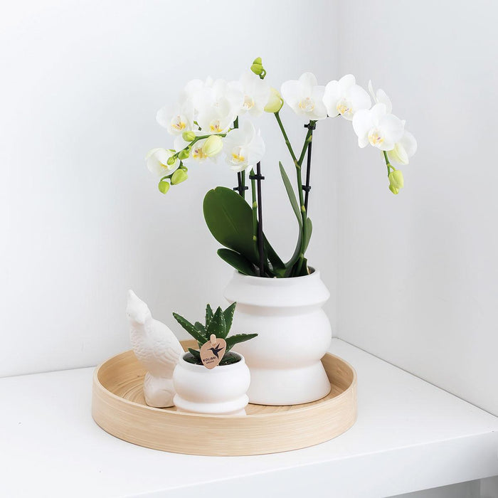 Planten set - met 3 Rhipsalis mix - incl. keramieken sierpotten - Ø9cm - Kolibri Greens