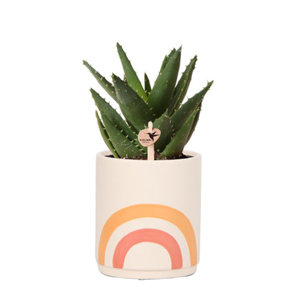 Plant set - Aloe Brevifolia in Rainbow peach decorative pot - Succulent plant - Ø9cm - Kolibri Greens