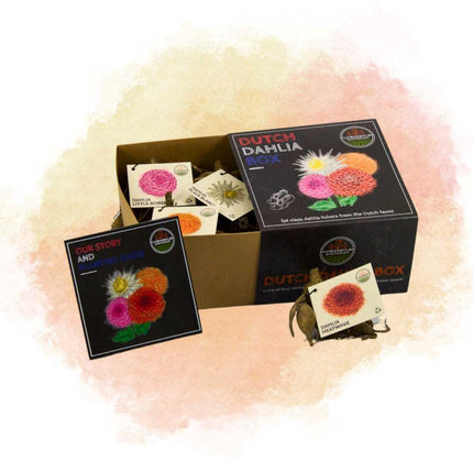 Dahlia Bollen | Luxe Box Medium, set van 4 Dutch dahlia's