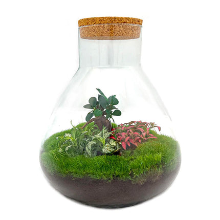 Sam XL Bonsai – DIY-Terrarium – ↕32 cm