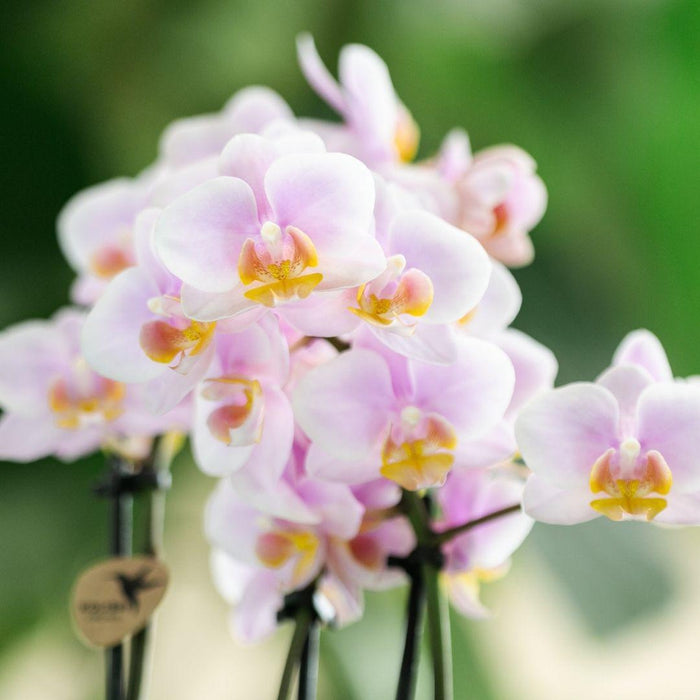 Roze phalaenopsis orchidee - Andorra - Ø9cm - Bloeiende kamerplant