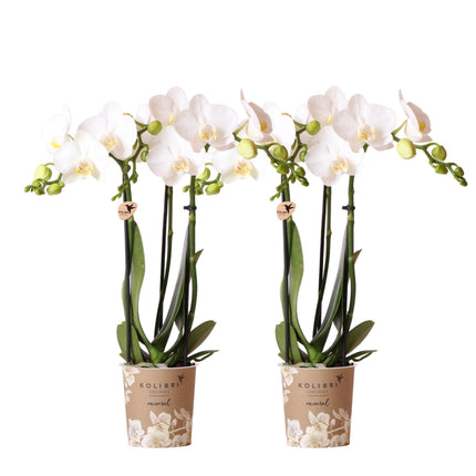 Orchidee Phalaenopsis bianche - Amabilis - 2 pezzi - Ø9cm - Pianta da interno fiorita