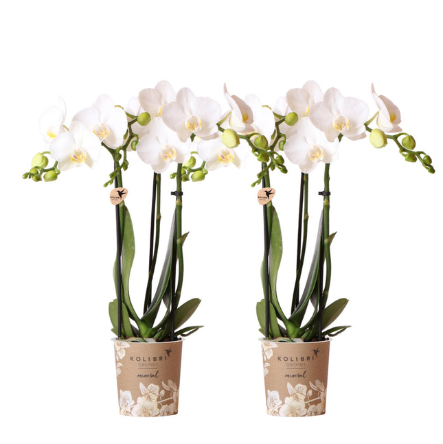Orchidee Phalaenopsis bianche - Amabilis - 2 pezzi - Ø9cm - Pianta da interno fiorita