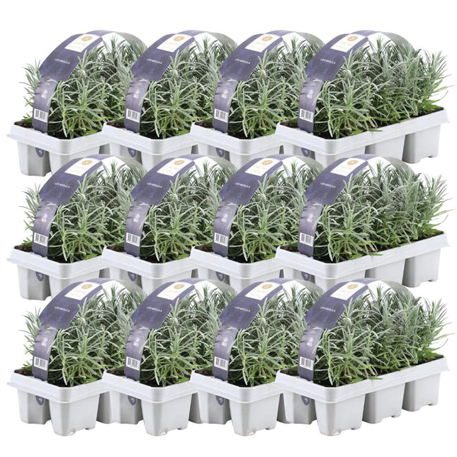 Lavanda Angustifolia - 72 x - ↕15cm - Ø7cm - 12 x 6 paquetes