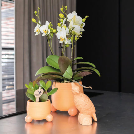 Kolibri Home | Pfirsichfarbener Blumentopf „Rolling Peach“ – Dekorativer Keramiktopf in Pfirsichfarbe – Ø 6 cm