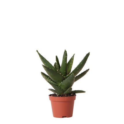 Aloe Brevifolia - Succulent - Ø6cm - Green houseplant - Kolibri Greens