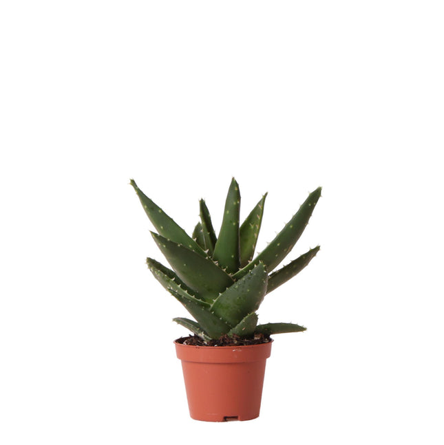 Aloë Brevifolia - Vetplant - Ø6cm - Groene kamerplant - Kolibri Greens
