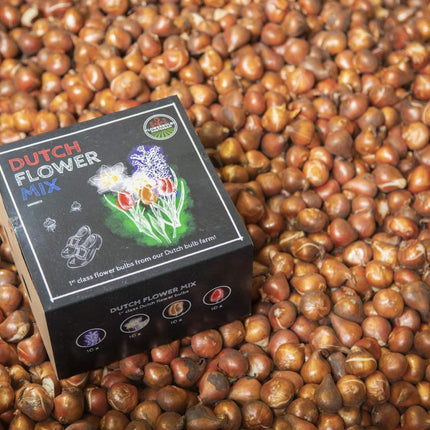 Flowerbulbs Amsterdam – Holländische Blumenmischung – Luxuriöse mittelgroße Box, 40 Blumenzwiebeln für 1 m² Blütenpracht – Größe 12+