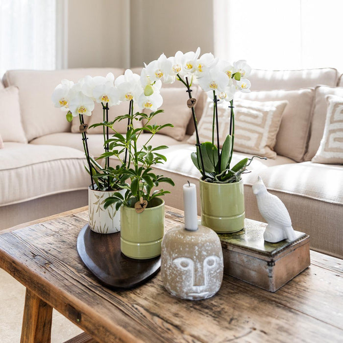 Witte Phalaenopsis orchidee - Amabilis + Pastel pot green- Ø9cm - Bloeiende kamerplant