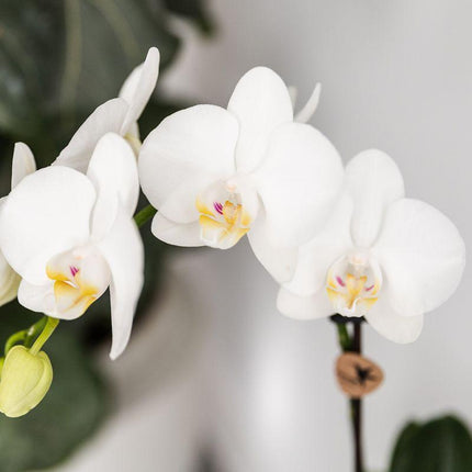 Planten set Fish Turquoise - Set met witte Phalaenopsis orchidee Amabilis Ø9cm en groene plant Succulent Crassula Hobbit Ø6cm - met turquoise keramieken sierpotten