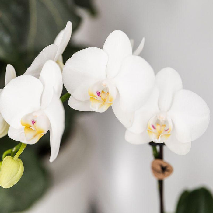 Planten set Fish Turquoise - Set met witte Phalaenopsis orchidee Amabilis Ø9cm en groene plant Succulent Crassula Hobbit Ø6cm - met turquoise keramieken sierpotten