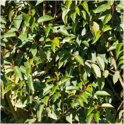 Haie de laurier-cerise du Portugal - Prunus lusitanica 'Angustifolia' - 1 mètre - Lot de 6 plants de haie rustiques - Haie persistante