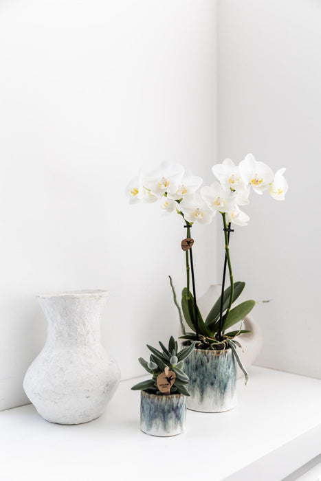 Witte Phalaenopsis orchidee – Amabilis + Sky pot – Ø9cm – ↕40cm - Bloeiende kamerplant in bloempot
