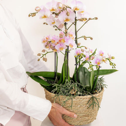 Kolibri Home – Einsatz mit Wasserreservoir und Bewässerungsdochten für Orchideenuntersetzer – Bewässerungssystem für Orchideen Ø 25 cm – 1 x 12 + 2 x 9 – Feldstrauß
