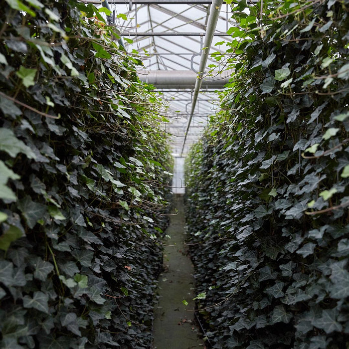 Hedera Hibernica - Klimop - Gestokt - ↕80-100 cm