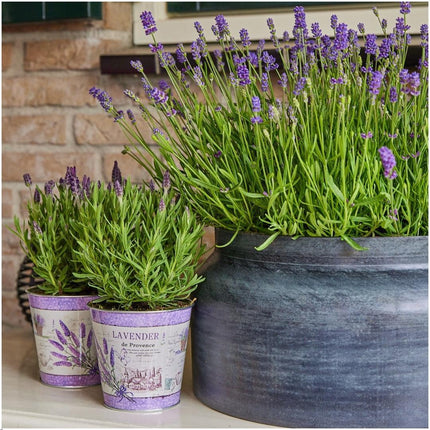 Lavandula stoechas Anouk® in vaso decorativo 'Lavender print' - Ø13cm - Lavanda francese - 3x