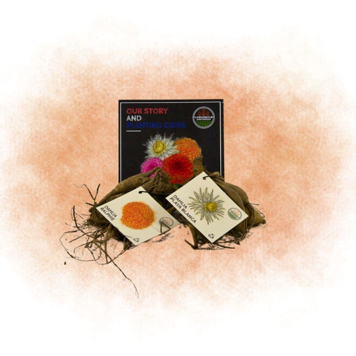Dahlia Bollen | Mix Orange Pride, 6 Dahlia Playa Blanca & 6 Dahlia Ralphie knollen voor 2m²