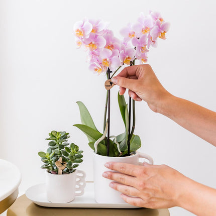 Orchids - Solid color surprise box - Plant value box - Surprise box with 4 different orchids