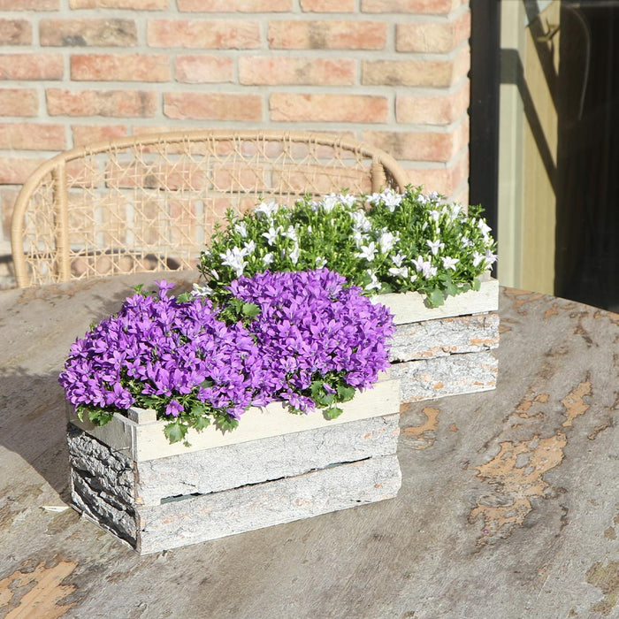 Campanula Addenda Ambella Intense purple - Houten schaal met 2 tuinplanten - Ø12cm - winterhard