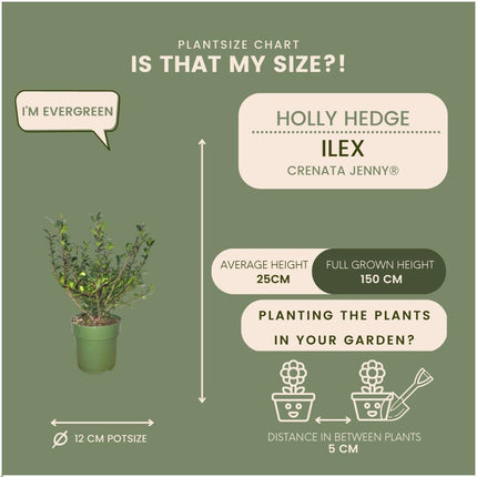 Ilex crenata 'Jenny' - Seto de acebo de 1 metro - Plantas resistentes para setos - 6x