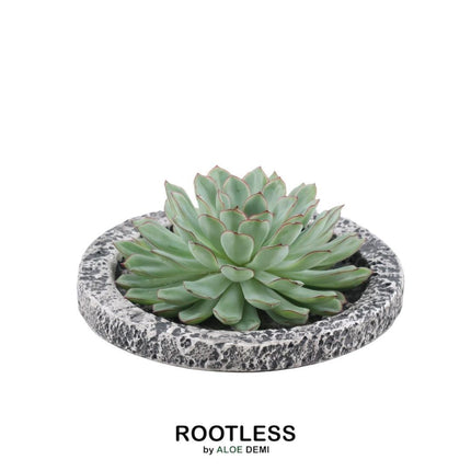 RODLESS Sukkulent Echeveria Pulidonis i 'Beton' skål - ↕5cm - Ø20cm