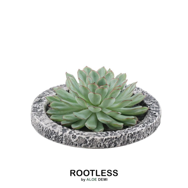 Suculenta sin raíces Echeveria Pulidonis en maceta de hormigón - ↕5cm - Ø20cm
