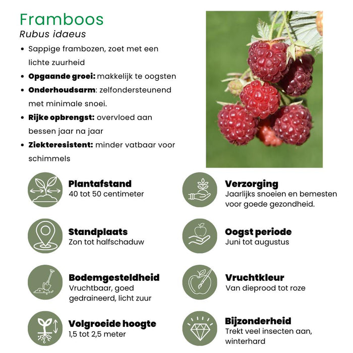 Fruitplanten mix Biologisch - set van 4 verschillende soorten "Vruchtenparadijs"
