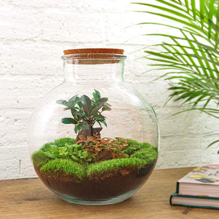 DIY terrarium - Bolder Bob Bonsai - ↕30cm - Rake + Shovel + Tweezer