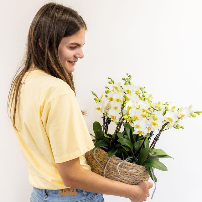 Composizione di piante bianche in cesto di canne con serbatoio d'acqua incluso | tre orchidee di Losanna bianche da 9 cm e tre piante di Rhipsalis verdi | Bouquet Jungle bianco con serbatoio d'acqua integrato