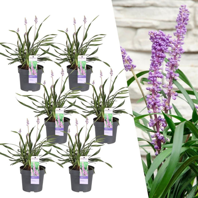 Liriope muscari 'Ingwersen' - Hierba lirio - ↕25cm - Ø14cm - 6x