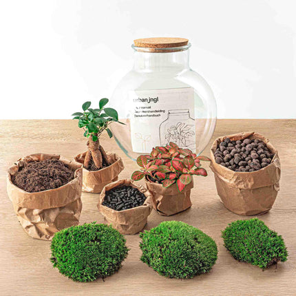 DIY terrarium - Teddy bonsai - ↕26,5cm - Rake + Shovel + Tweezer + Scissors