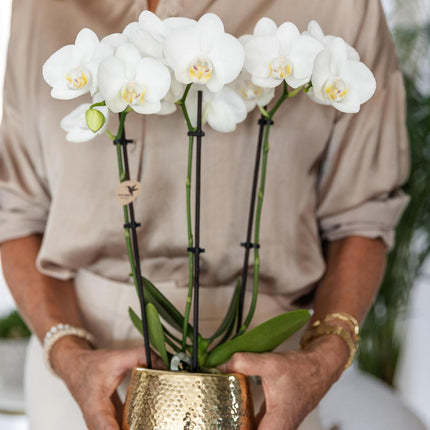 Weiße Phalaenopsis-Orchidee – Amabilis + Elite-Topf Gold – Ø 9 cm – ↕ 40 cm – Blühende Zimmerpflanze im Blumentopf
