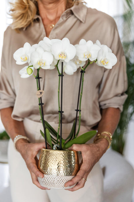 Witte Phalaenopsis orchidee – Amabilis + Elite pot gold –  Ø9cm – ↕40cm - Bloeiende kamerplant in bloempot