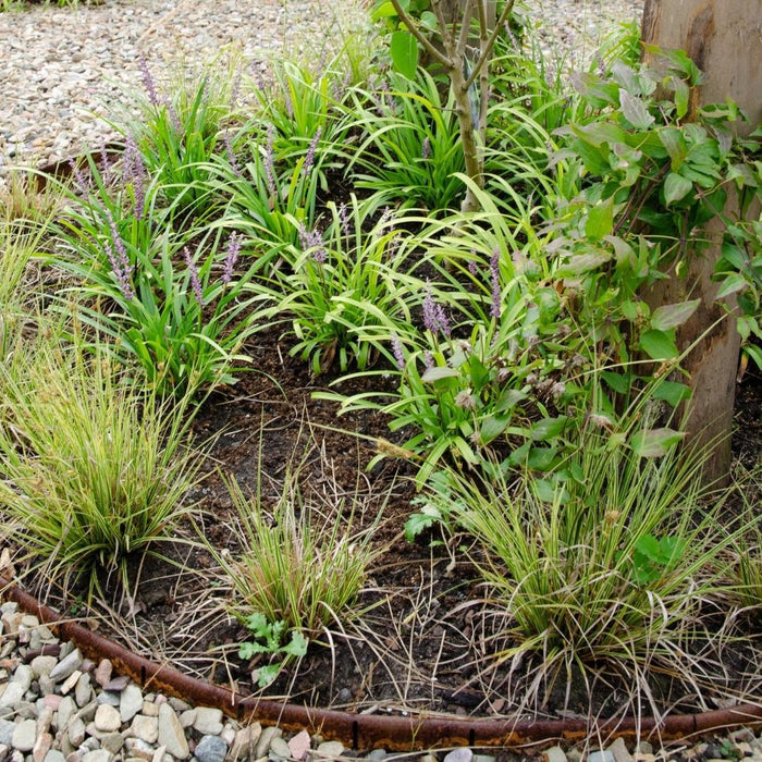 Carex brunnea Variegata - Zegge - ↕25cm - Ø14cm - 3x