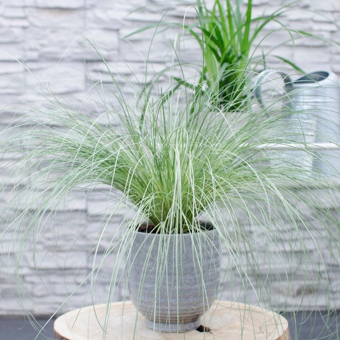 Carex comans 'Frosted Curls' - Zegge - ↕25cm - Ø14cm - 6x