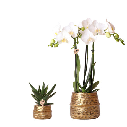Groove Gold Plant Set - Set with white Phalaenopsis orchid Amabilis Ø9cm and green Succulent Aloe Brevifolia Ø6cm - with gold ceramic decorative pots