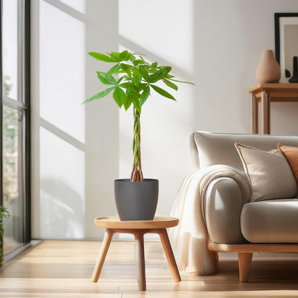 Pachira Aquatica - Pengetræ - med Viber Grå - ↕80cm - Ø21cm