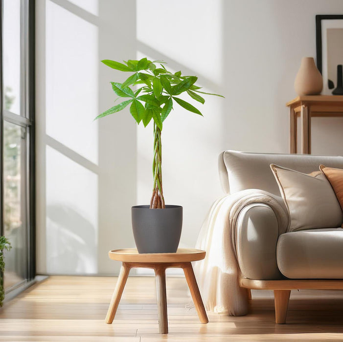 Pachira Aquatica - Geldboom - met Viber grijs - ↕80cm - Ø21cm