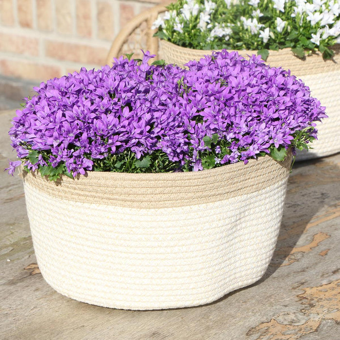Campanula Addenda Ambella Intense purple - Cotton schaal met Campanula met watergeefsysteem - 3 stuks - Klokjesbloem paars  - Ø12cm - binnen & buiten