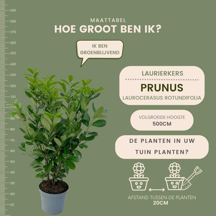Grote Laurierkers Rotundifolia voor 10 strekkende meter haag - 12L - 25x - ↕100-125 cm
