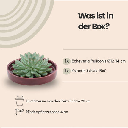 Echeveria Pulidonis succulente sans racines en pot « rouge » - ↕5 cm - Ø20 cm
