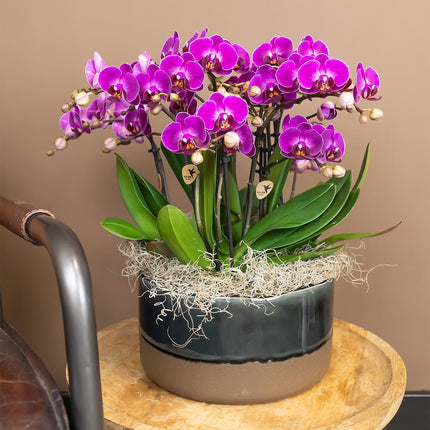 Orchidea Phalaenopsis viola - Morelia - Ø9cm - Pianta da interno fiorita