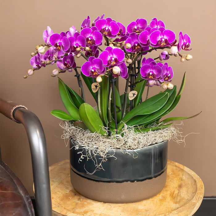 Paarse phalaenopsis orchidee - Morelia - Ø9cm - Bloeiende kamerplant