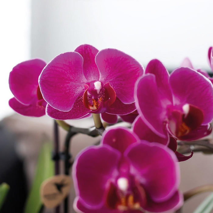 Paarse Phalaenopsis orchidee – Morelia in Tower sierpot roze – Ø9cm – ↕40cm - Bloeiende kamerplant in bloempot