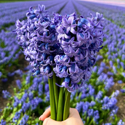Flowerbulbs Amsterdam - Delft Blue- 10 bloembollen - Maat 14/15