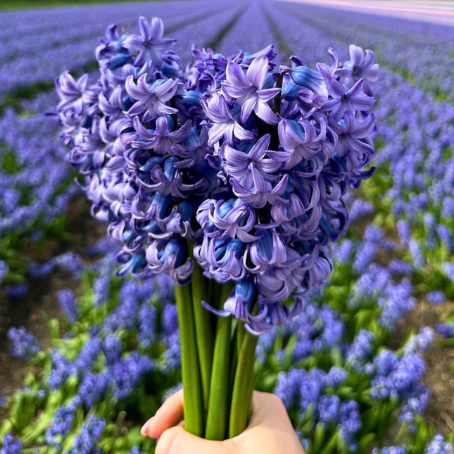Bulbi da fiore Amsterdam - Blu Delft - 10 bulbi - Misura 14/15