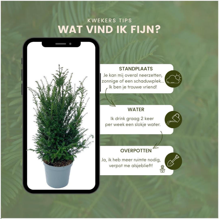 Grote taxus planten voor 10 strekkende meter haag - 12L - 25x - ↕80-100 cm
