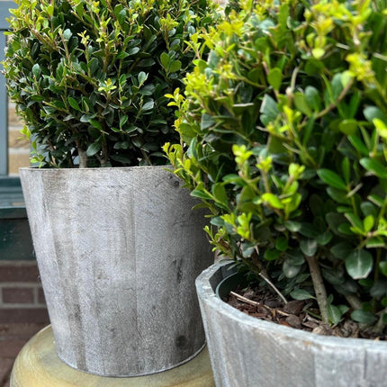 Ilex crenata 'Jenny' ball in wooden pot - Ø20cm - 2x