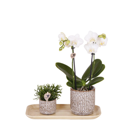 Plantenset Untamed Nature small - Groene planten met Phalaenopsis orchidee in Jaguar sierpotten en bamboe dienblad